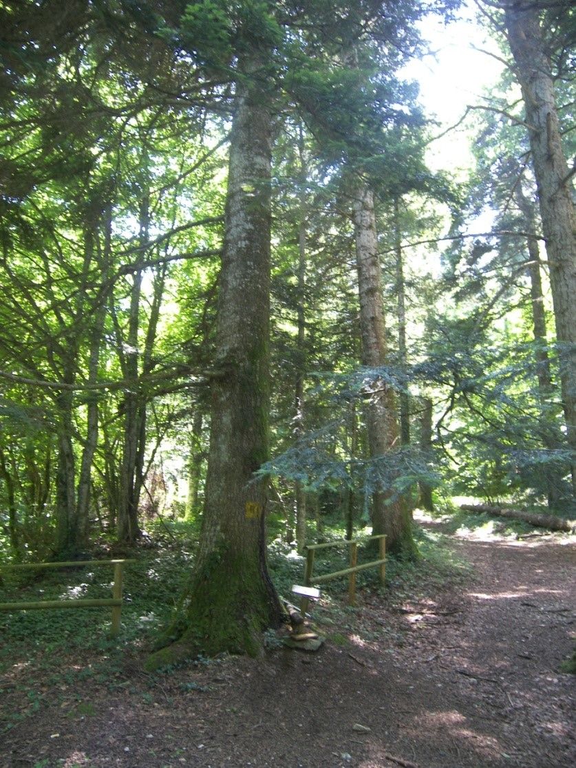 Abeti bianchi nel bosco di Rosello