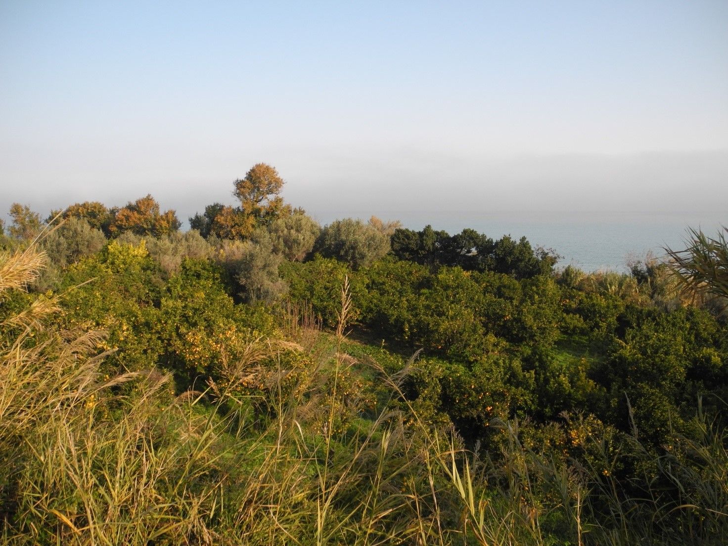 Vegetazione mediterranea sulla costa, con la foschia sul mare