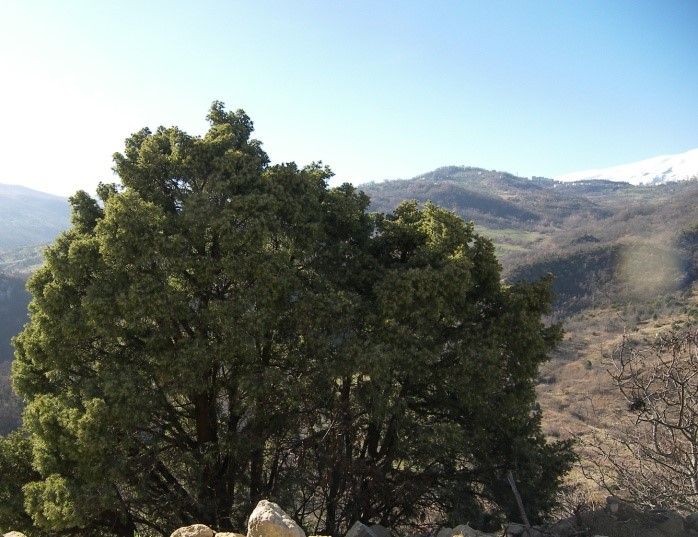 Ginepreti sui versanti argillosi della valle