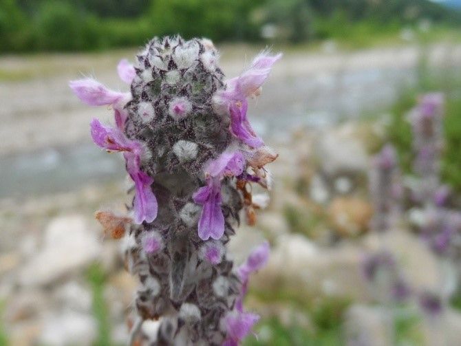 Fioritura rosata di Stachys sulle argille