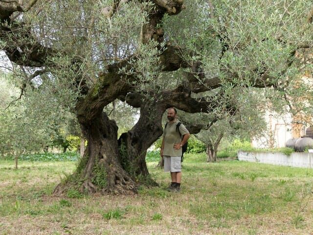 Un olivo secolare dal tronco cavo, con una persona accanto che ne mostra le dimensioni